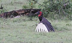 Southern Ground-Hornbill